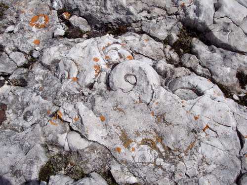 Manicouagan Fossils